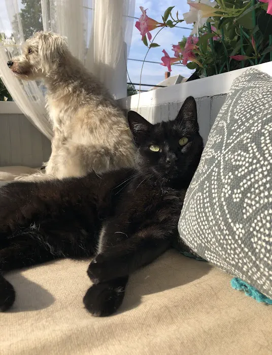 Whispering Willow Home Euthanasia 1