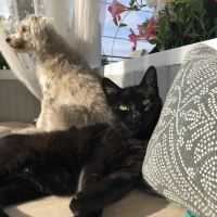 Whispering Willow Home Euthanasia ico