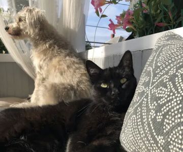 Whispering Willow Home Euthanasia