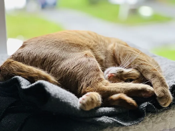 Whispering Willow Home Euthanasia 4