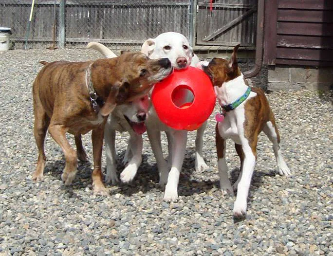 Pioneer Valley Veterinary Hospital, Inc 9