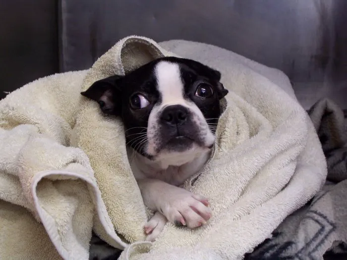 VCA Wickaboag Animal Hospital 4