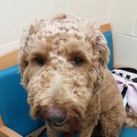 VCA Wickaboag Animal Hospital ico