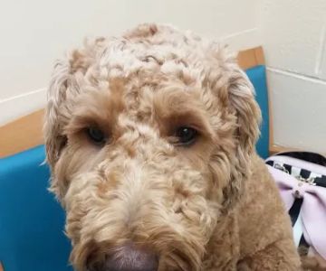 VCA Wickaboag Animal Hospital