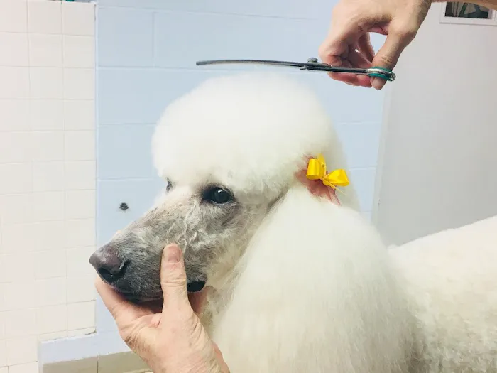 VCA Wickaboag Animal Hospital 8