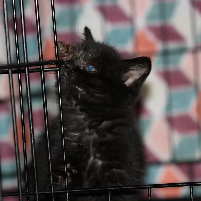 Second Chance Animal Services Community Veterinary Hospital 8