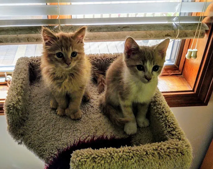 Second Chance Animal Services Community Veterinary Hospital 7