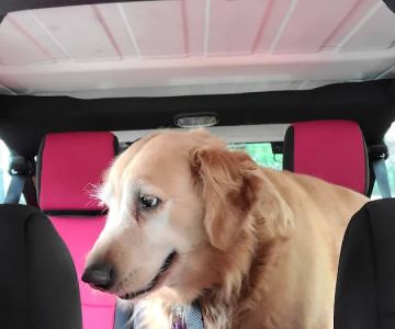 Second Chance Animal Services Community Veterinary Hospital