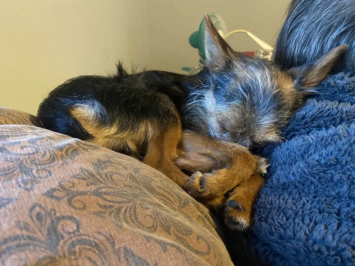Spencer Veterinary Hospital, LLC 9