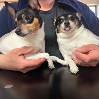 Saratoga Veterinary Hospital PC ico