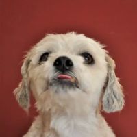 Companion Veterinary Health Center ico