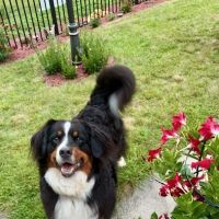 Animal Care Experts Veterinary Hospital ico