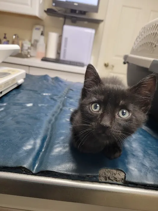Animal Hospital Of Webster 4