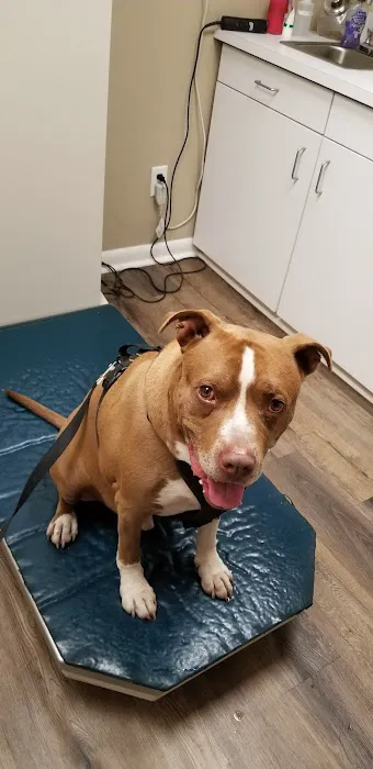 Animal Hospital Of Webster 6