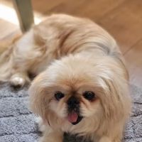 Animal Hospital Of Webster ico