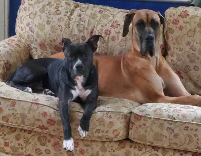 Chariho Animal Hospital 4
