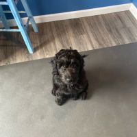 Southern Rhode Island Animal Hospital ico