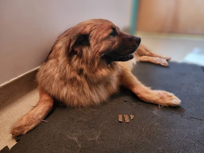 Wolf Rock Animal Health Center 5
