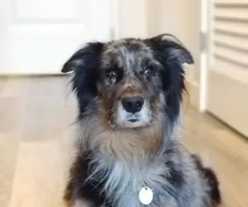 Wolf Rock Animal Health Center