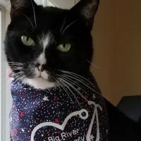 Big River Veterinary Service ico
