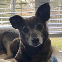 Atlantic Animal Hospital & Wellness Center ico