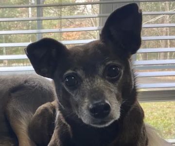 Atlantic Animal Hospital & Wellness Center