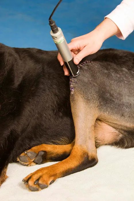 Rhode Island Pet Rehab 1