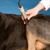 Rhode Island Pet Rehab ico