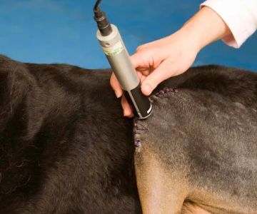 Rhode Island Pet Rehab