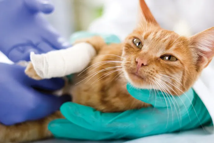 Rhode Island Pet Rehab 2