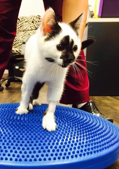 Rhode Island Pet Rehab 5