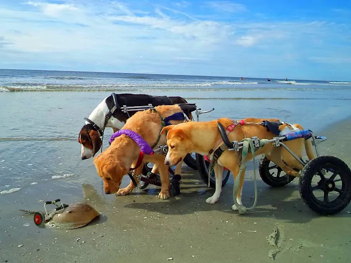Rhode Island Pet Rehab 3