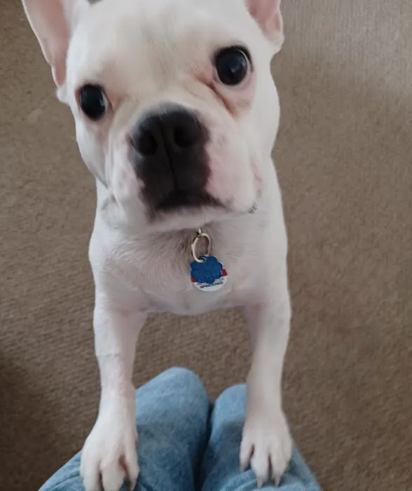 Rhode Island Pet Rehab 4