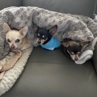 Coventry Animal Hospital ico