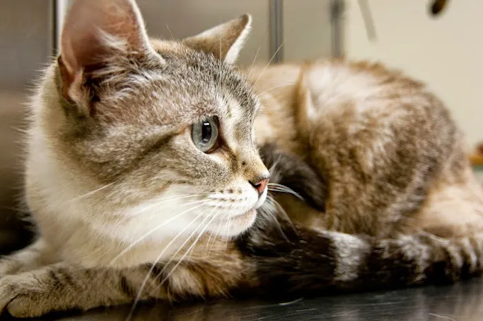 Tiogue Veterinary Clinic 9