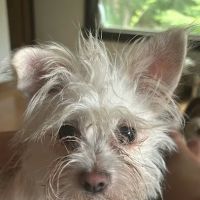 Tiogue Veterinary Clinic ico
