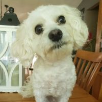 Hope Veterinary Care ico