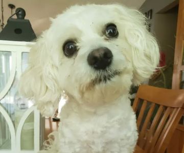 Hope Veterinary Care