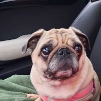 PetVet Vaccination Clinic ico