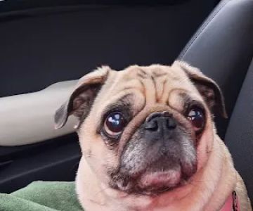 PetVet Vaccination Clinic