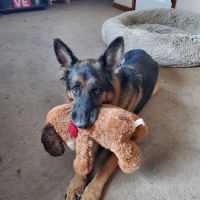 Fairmount Animal Hospital: Behrens Losito Suzanne DVM ico