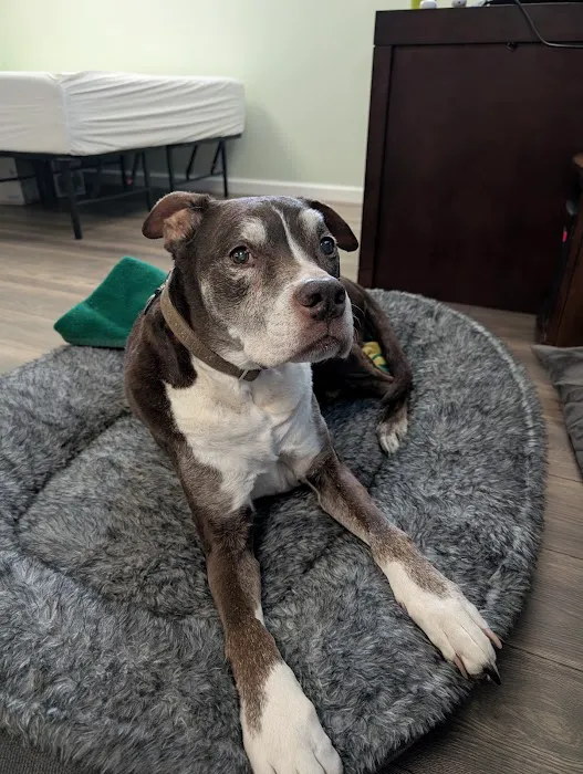 Fairmount Animal Hospital: Behrens Losito Suzanne DVM 3