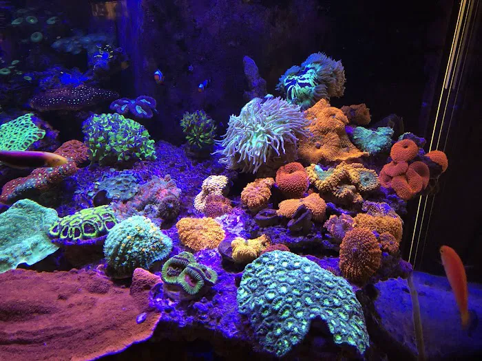 Aquarium Artistry LLC 3