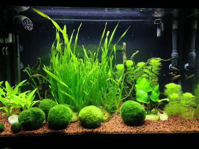 Aquarium Artistry LLC 4