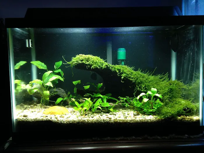 Aquarium Artistry LLC 6
