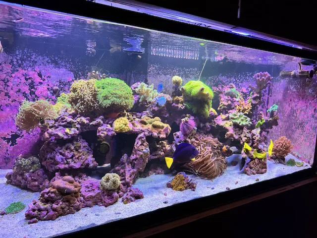 Aquarium Artistry LLC 1