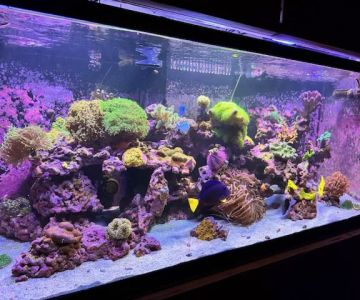 Aquarium Artistry LLC