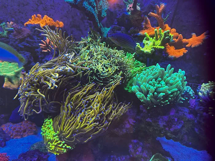 Aquarium Artistry LLC 2