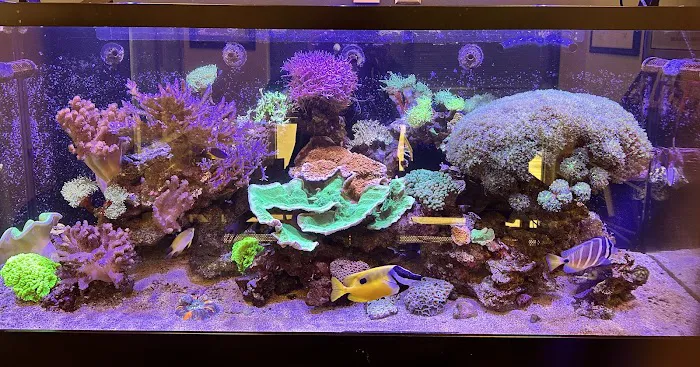Aquarium Artistry LLC 5