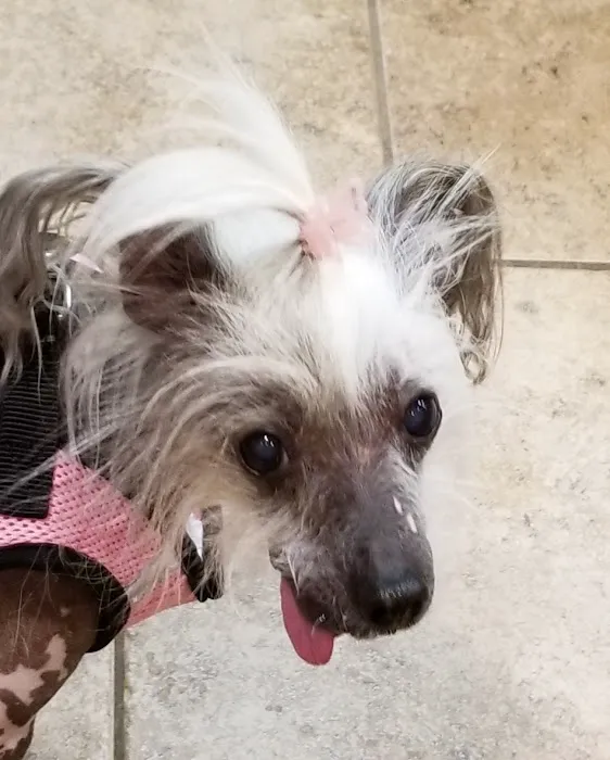 VCA Fairmount Animal Hospital 5